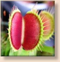 Carnivorous VENUS FLY TRAP Seeds With Care Instructions