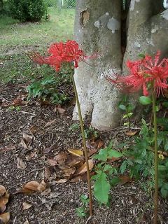 Red Spider Lily live plant 5 large bulbs (one lot)