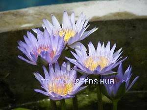100 Seeds Blue Water Lily/Nympheae caerulea/Lotus/Plant