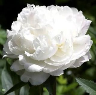 White_Peony _Poppy_Plant  25 Seeds  Indescribably_​Elegant_Beauty 