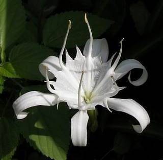 Pancratium zeylanicum spider white lily 3 Bulbs+FreeDoc