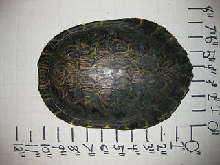Turtle Shell Eastern River Cooter (Pseudemys concinna)RC28