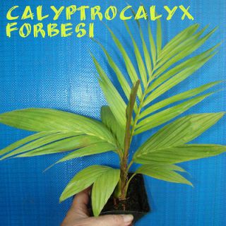 CALYPTROCALYX FORBESII~ Kentia Palm from the Stone Age ULTRA RARE 