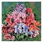 Sweet Pea Streamers Mix Seeds 2m (6ft) Climber Lovely Colours Annual 