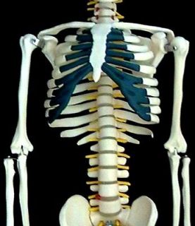 NEW*Human Anatomical Skeleton Model with Spinal Nerves