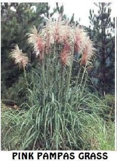 100 seeds OF PINK PAMPAS GRASS AND 100 Seeds OF WHITE PAMPAS GRASS