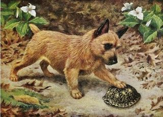 Collectibles  Animals  Dogs  Norwich Terrier