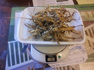 OZ DRY WILD GINSENG ROOTS FROM THE APPALACHIAN MOUNTAINS