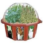 Cats Fantasy Plant Growing Seeds & Terrarium Kit
