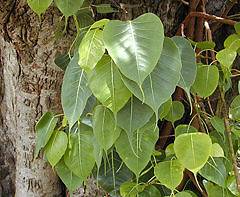 Bo Tree, Peepul Ficus religiosa