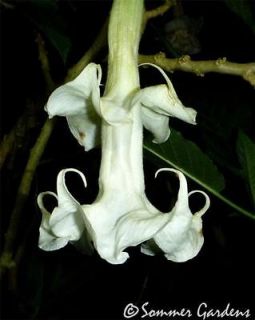 Brugmansia Double Duty   Beautiful Double/Triple White   3 Unrooted 
