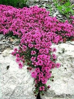 CREEPING THYME fragrant groundcover ha​rdy 200 seeds