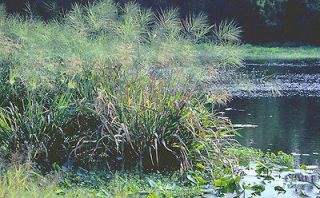 wild rice seed in Flowers, Trees & Plants