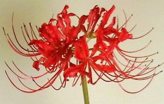 Amaryllis Family Beautif​ul Live bulb Red Spider Lily Lycoris
