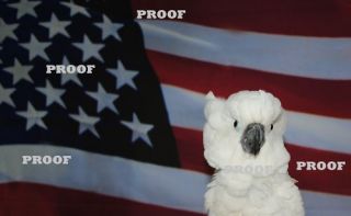 PATRIOTIC USA FLAG COCKATOO PARROT BIRD POST CARD SET