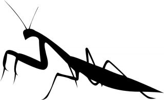 Realistic Praying Mantis Decal / Sticker   You pick the color