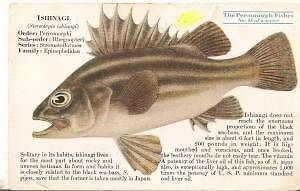 Advertising postcard Mead Johnson & Co. ISHINAGE fish