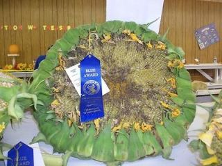 250 Heirloom Giant Rare Blue Ribbon Organic Sunzilla Sunflower Seeds 