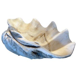 GIANT 22 CLAM SHELL tridacna gigas CLAMSHELL white gray seashell