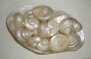 Bestshells Assorted Pearlized Shells In Large Pearl Clam 225 mm