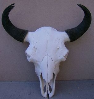   SKULL 29 1/4 wide,horn,BOY bull HEAD,AMERICAN BISON,TAXIDERM​Y,COWS