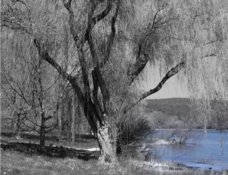 Black & White Willow Tree Blue Lake Interior Home Wall Art Matted 