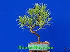   Podocarpus Bonsai Cascade style bonsai NICE Indoor Easy care tree