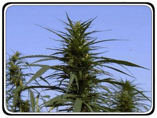 Hemp/Cannabis Flower essential oil (NOT Hemp SEED oil) 5ml
