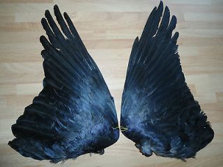 Crow Wings (pair),Taxider​my,Flytying,Pa​gan,Gothic,Mil​linery 