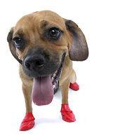 PawZ Dog Boots Reusable Disposable 12 Pack Size SMALL Red