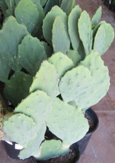   cv. Old Mexico Smooth Rippled Edge Pads Prickly Pear Cactus One Pad
