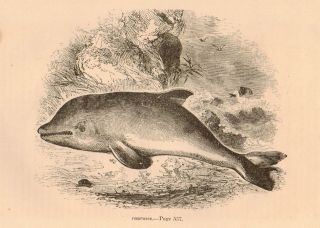 1868 DOLPHIN PORPOISE Engraving Vintage Antique Collector Plate Print 