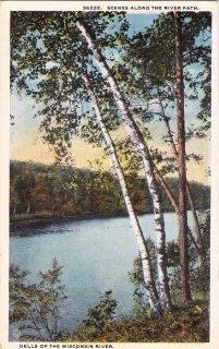 BIRCH TREES TREE ALONG WI WISCONSIN RIVER 1922 Postcard