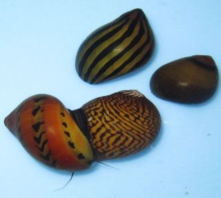 Live mixed Nerite Snails for Freshwater Plant Aquarium