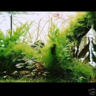   Moss 15x10cm   Live aquarium water plant fish tank fren nana aquatic
