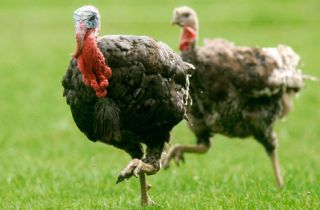 Only the best Christmas turkeys qualify as ‘Finest’. We caught up 
