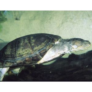 African Aquatic Sideneck Turtle   Reptile   Live Pet   