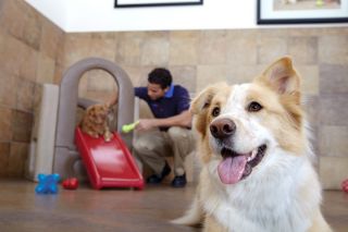 PetsHotel Amenities – Making Your Pet Feel Happy, Comfortable and 