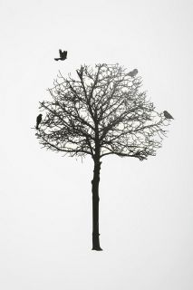 Silhouette Tree Wall Decal   Urban Outfitters
