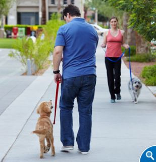 Leash Pulling – Proper Leash Training