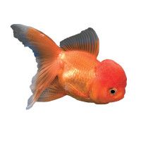 Fancy Goldfish for Sale   Beautiful Pet Goldfish  