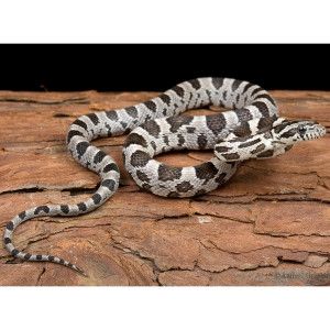 Anerythristic/Black Corn Snake   Live Pet   Sale   