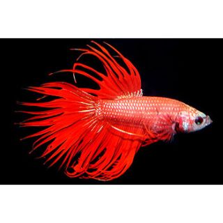 Home Fish Freshwater Fish Red Male Crowntail Betta