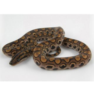 Live reptiles available only in  stores. Selection varies by 