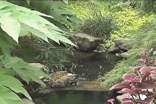 How to Choose Plants for Your Pond   image 1 from the video
