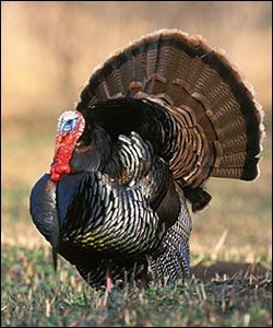 Wild Turkey Species and Subspecies