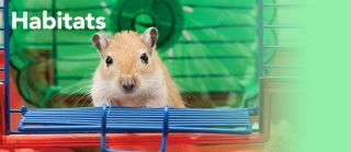 Rabbit Supplies & Supplies for Ferret, Guinea Pig & Others  