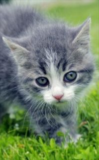 Feline leukemia is a fatal disease and most commonly infects kittens 
