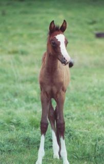 Equine Care   Foal Care   Tips for Raising Healthy Foals  Tractor 
