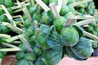 BRUSSEL SPROUTS, Long island Improved NON HYBRID NON GMO HEIRLOOM 